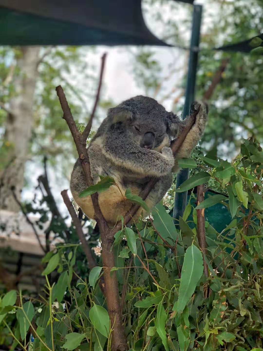 1552533069265859zZuj.jpg 考拉.jpg